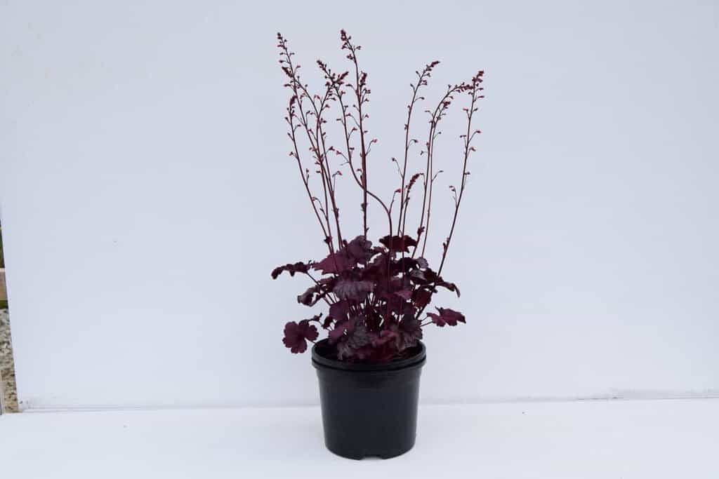 Heuchera 'Plum Royale' ---